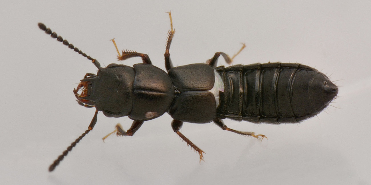 Staphylinidae: Platystethus cornutus?  S !